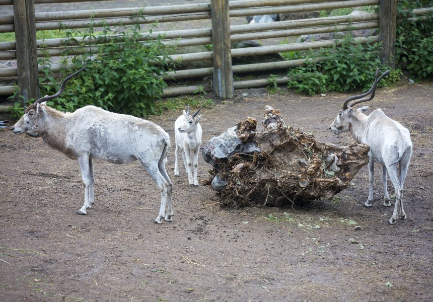  Under de senaste tre åren har 13 addaxantiloper avlivats eller dött på Kolmårdens djurpark.