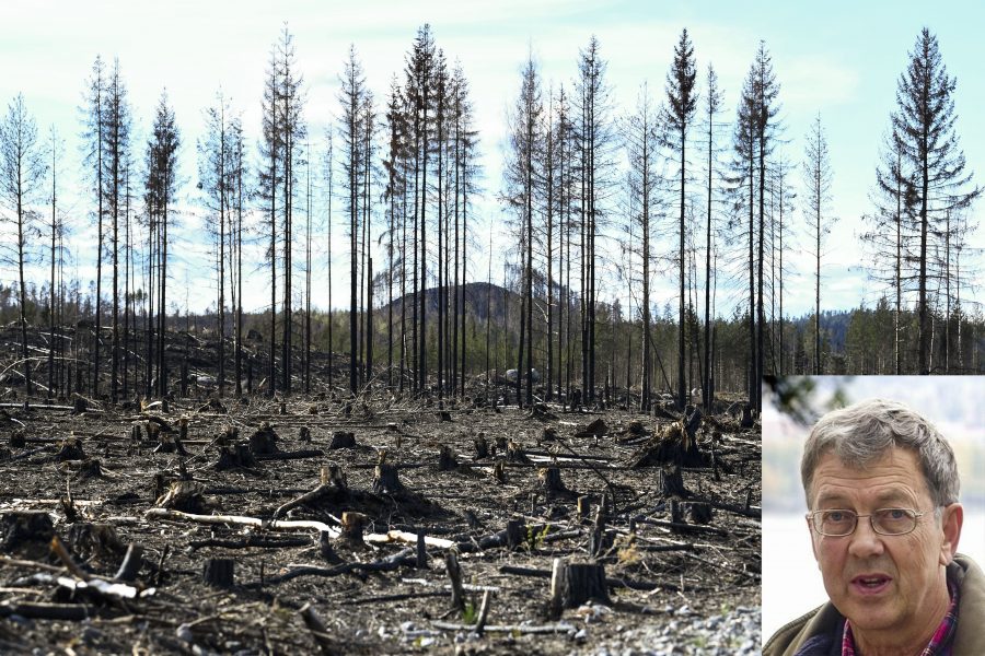 Historiskt så har elden varit den dominerande arkitekten i det svenska skogslandskapet, skriver den tidigare skogsmästaren Per Skoog i den här essän om kontinuitetsskogsbruk kontra kalhyggen.