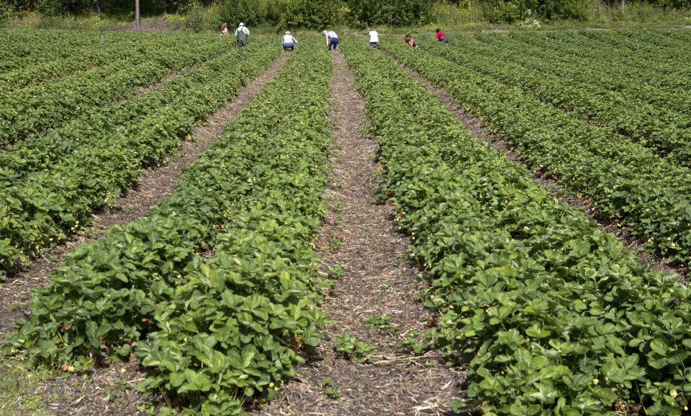 Vem ska skörda årets jordgubbar? Coronakrisen har ställt frågan om schyssta villkor inom jordbruket på sin spets.