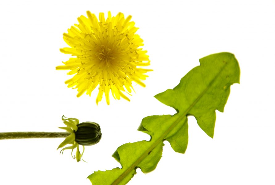 Maskrosen kommer tidigt med både blad och blommor och kan användas bland annat som sallat.