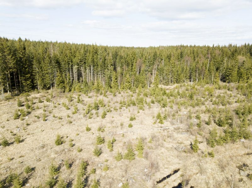 XR protesterar mot att Sveriges största skogsägare, Sveaskog avverkar skogar med höga naturvärden, som behövs för den biologiska mångfalden och för klimatet eftersom de lagrar mycket kol i marken.