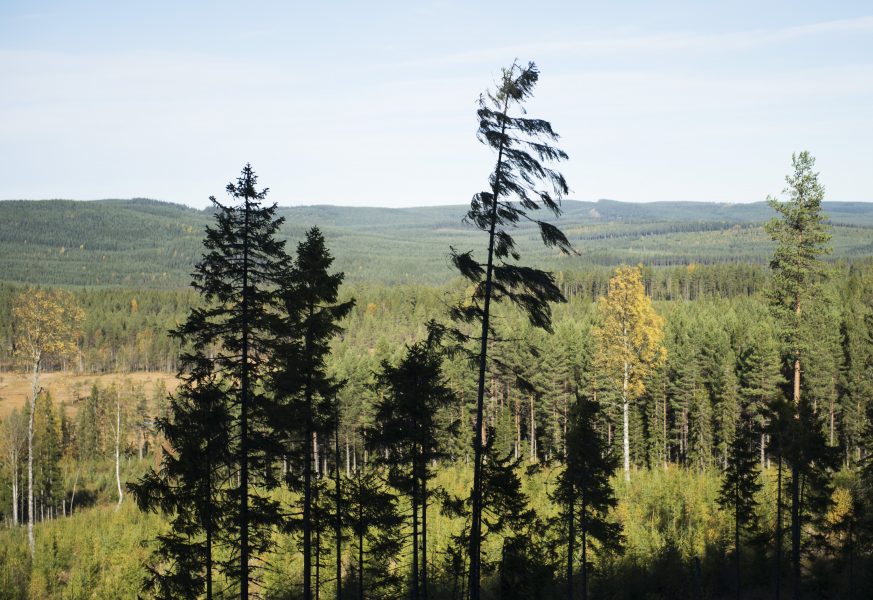 Sveaskog är en av de tre nominerade för att de framställer sin verksamhet som hållbart skogsbruk men i själva verket bidrar till stora skador för den biologiska mångfalden, enligt Jordens Vänner.