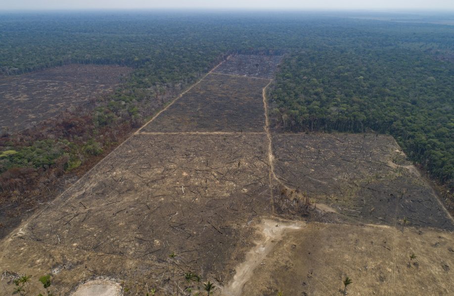 Skövlingen 2019 orsakades bland annat av rekordstora skogsbränder, men även olaglig avverkning, gruvdrift och jordbruk på skyddade marker.