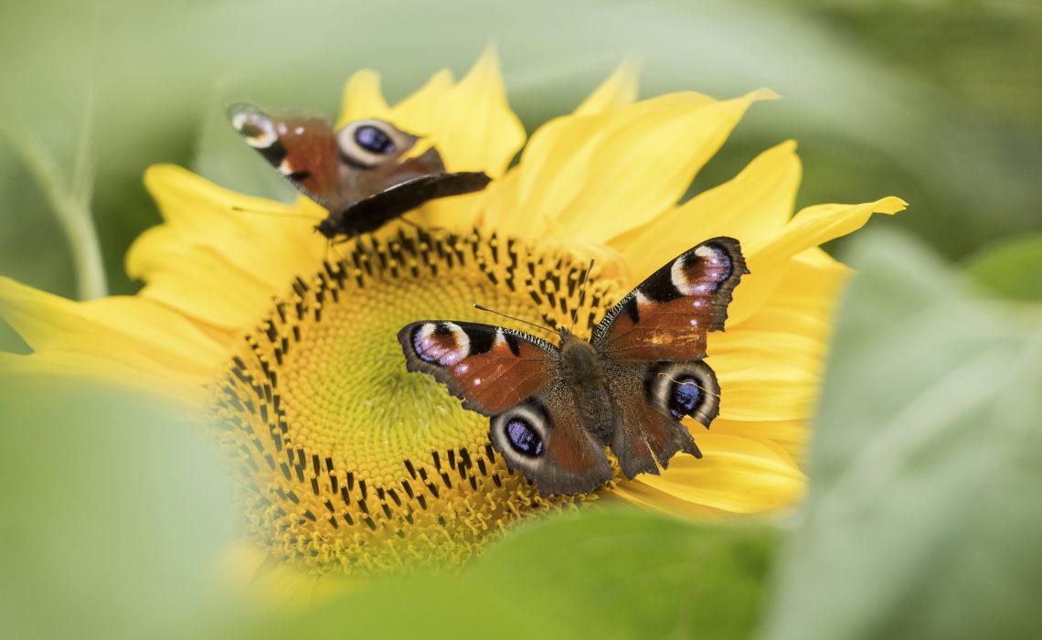 Two peacock butterflies sit on a sunflower in Ilsede near Hannover, Germany, Friday, July 28, 2017. (Silas Stein/dpa via AP) Den biologisk mångfalden uppmärksammas den 22 maj
