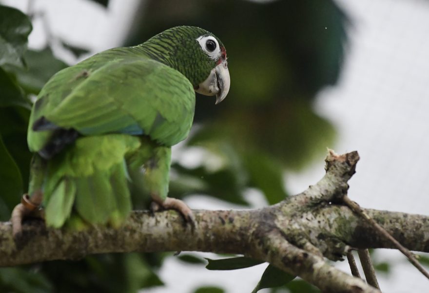 Papegojarten puertoricoamazon är en av många arter i världen som är hotad.