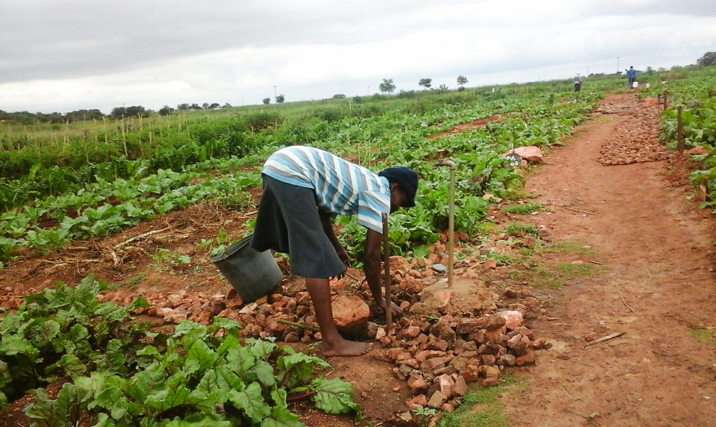 En kvinna arbetar på en kollektiv grönsaksodling i närheten av storstaden Bulawayo.