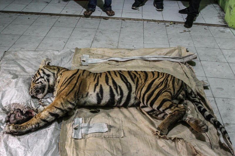 En Sumatratiger fångades den 18 Maj i en fälla i ett skogsområde som en av världens största pappersproducenter verkar i.