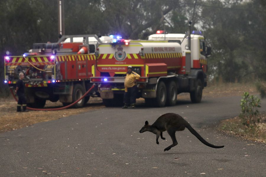 En mindre känguru, en vallaby, hoppar över en väg för att fly en brand nära Mangrove Mountain, norr om Sydney i december 2019.