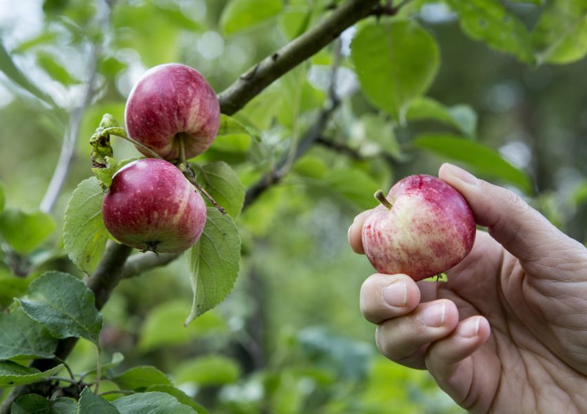 2020 ser ut att bli ett superår för äppelskörden.
