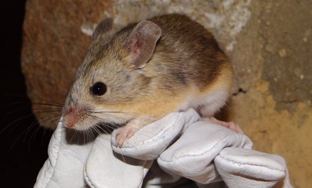 Den lilla storörade musen överlever i en miljö med ner till 65 minusgrader och 45 procent mindre syre än vid havsnivå.