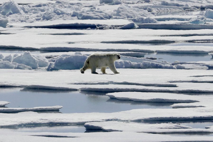 En isbjörn vandrar över havsisen i nordöstra Kanada – en syn som enligt forskare kommer bli alltmer sällsynt.