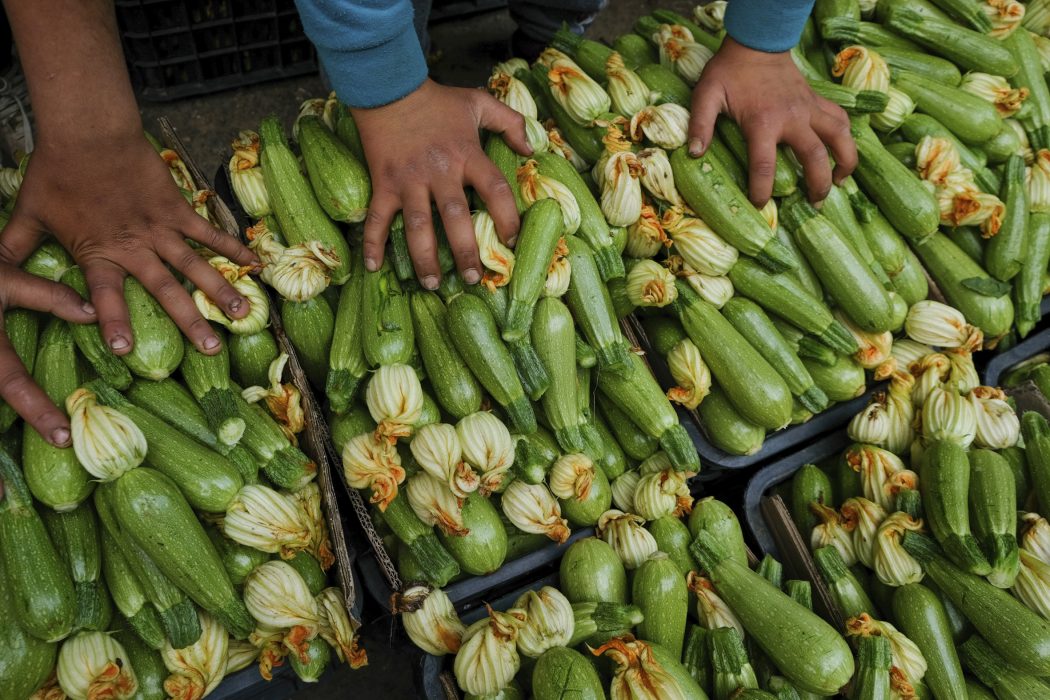 Lådor med nyplockad zucchini på grossmarknaden i Tripoli