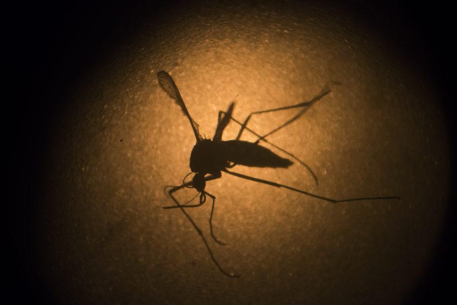 Nya genombrott i forskningen kring malariamyggans parningsprocess öppnar upp för en mer effektiv bekämpning av olika sjukdomar som sprids av myggan.
