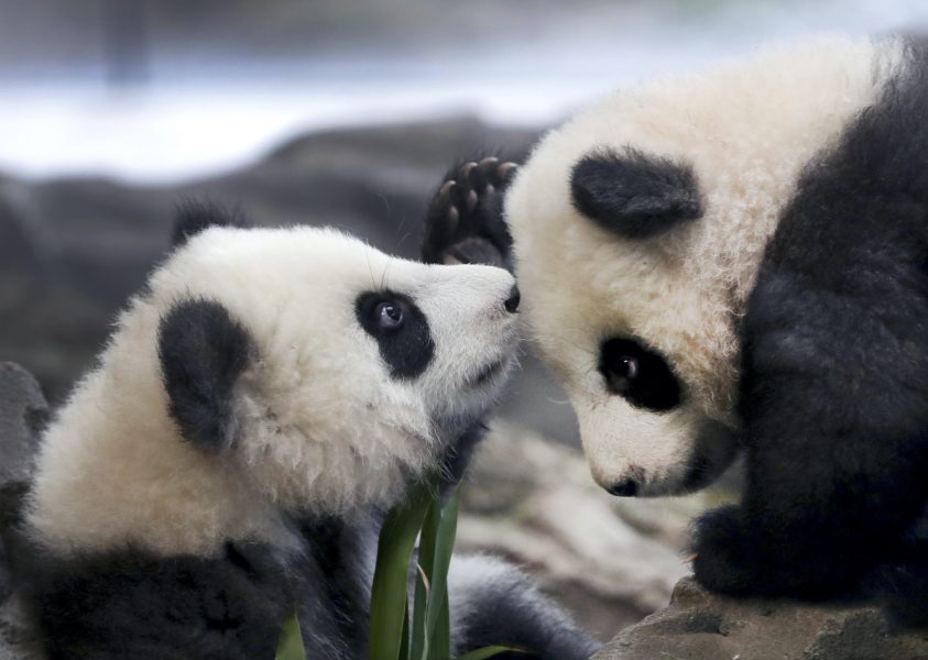 Populationen av vilda jättepandor växer i Kina – något som pandatvillingarna Meng Yuan och Meng Xiang, på Berlins Zoo, antagligen är ovetandes om.