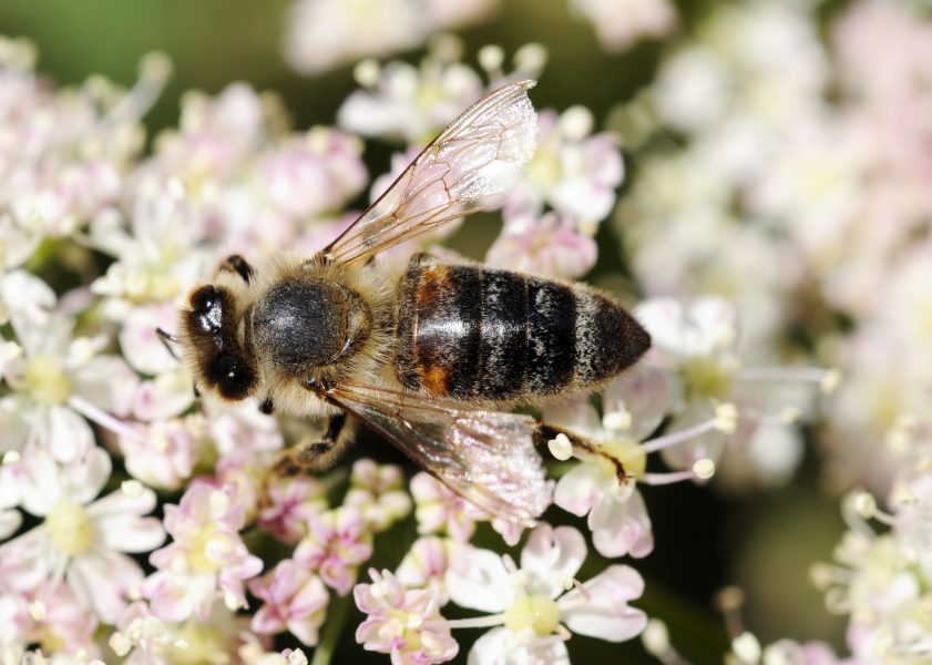 "Domesticering av honungsbiet skapar inte enbart ett tambi men riskerar samtidigt också att utrota det vilda honungsbiet" skriver debattören Hannes Bonhoff.