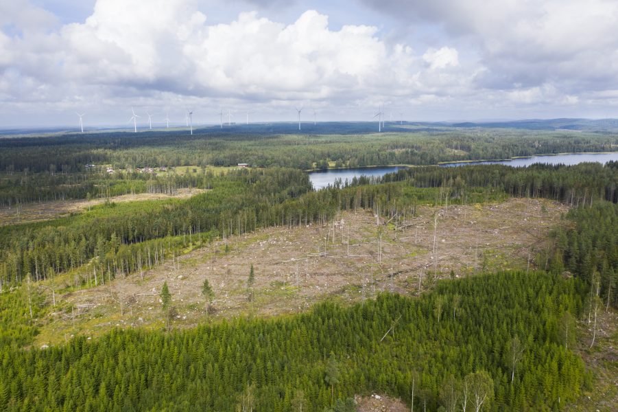 Idag avverkas träden i svenskt skogsbruk när de är 70-100 år gamla.