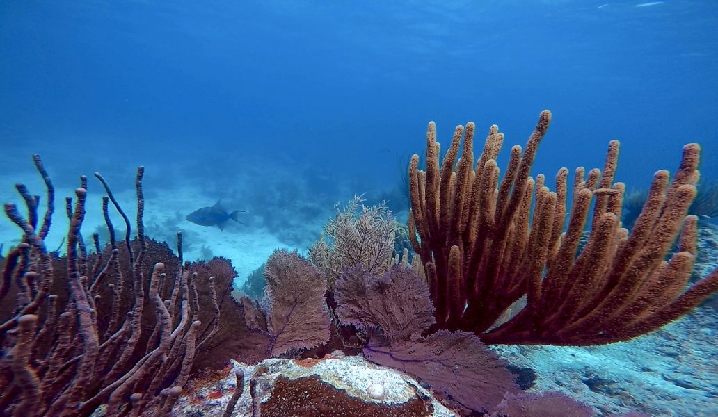 Mjuka hornkoraller har börjat växa på resterna av en död, revbildande korall.