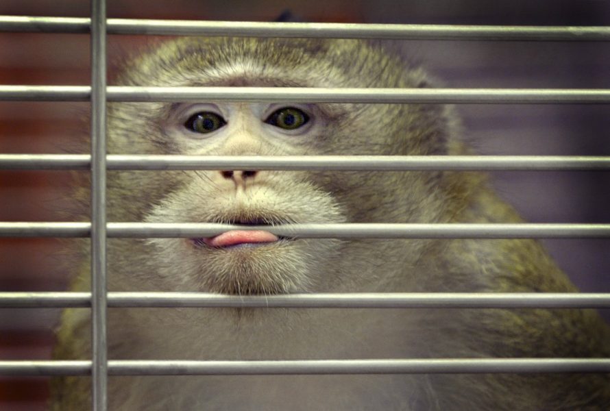 På Karolinska Institutet i Stockholm finns Nordens enda anläggning för djurförsök på primater.