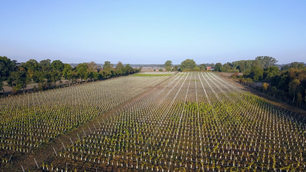 På ett fält nästan lika stort som tio fotbollsplaner har 26 000 vinplantor odlats i Långmyre på södra Gotland.