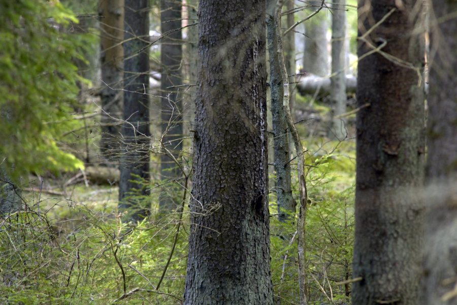 Skogen i Västra Götaland tappade 389 gram kol per kvadratmeter per år i upptagningsförmåga.