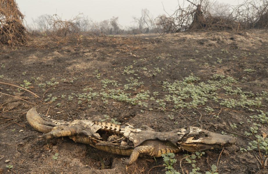Resterna av en alligator efter att bränder svept över det brasilianska våtmarksområdet Pantanal.