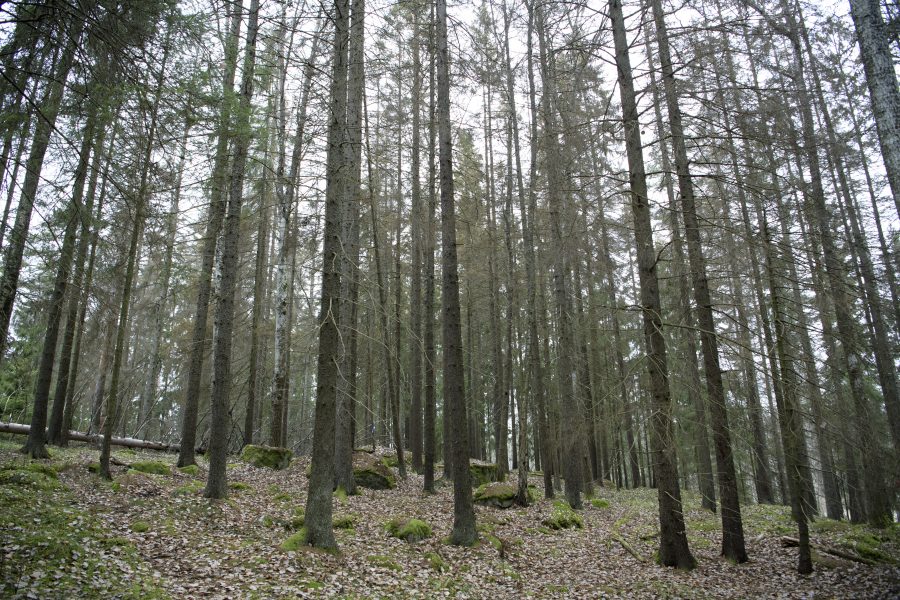 Granbarkborren trivs där träden försvagats av torka, enligt Skogsstyrelsens.