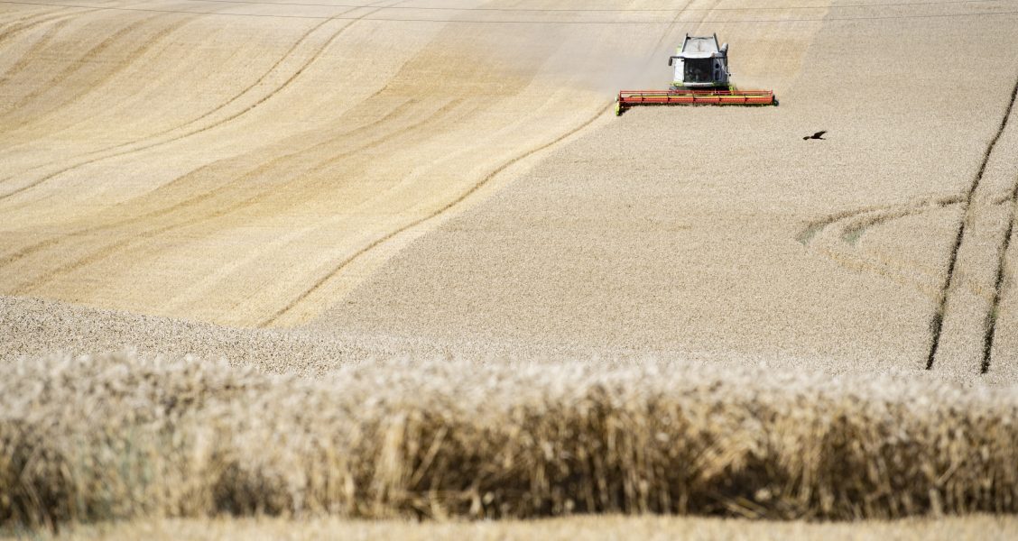 Intensivt jordbruk är en av anledningarna till minskad biologisk mångfald i EU, enligt rapporten State of the Nature in the EU.