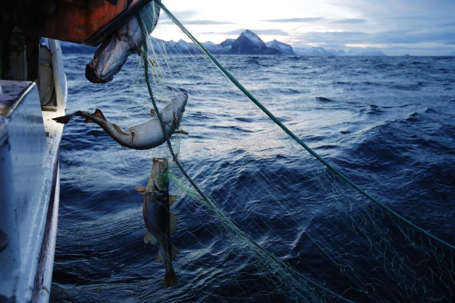 Omkring hundra ton fiskeredskap har plockats upp från havsbottnen i Norge.