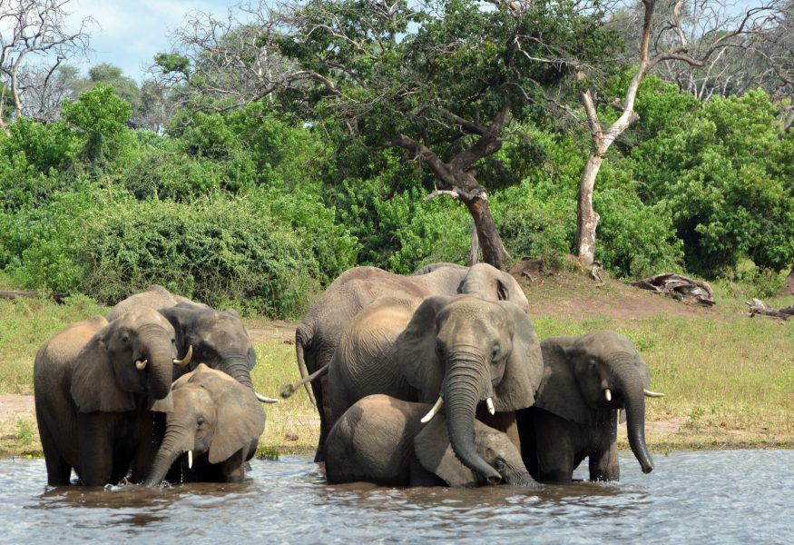 Hoten mot elefanterna i Botswana har ökat sedan landet fick en ny president för två år sedan.