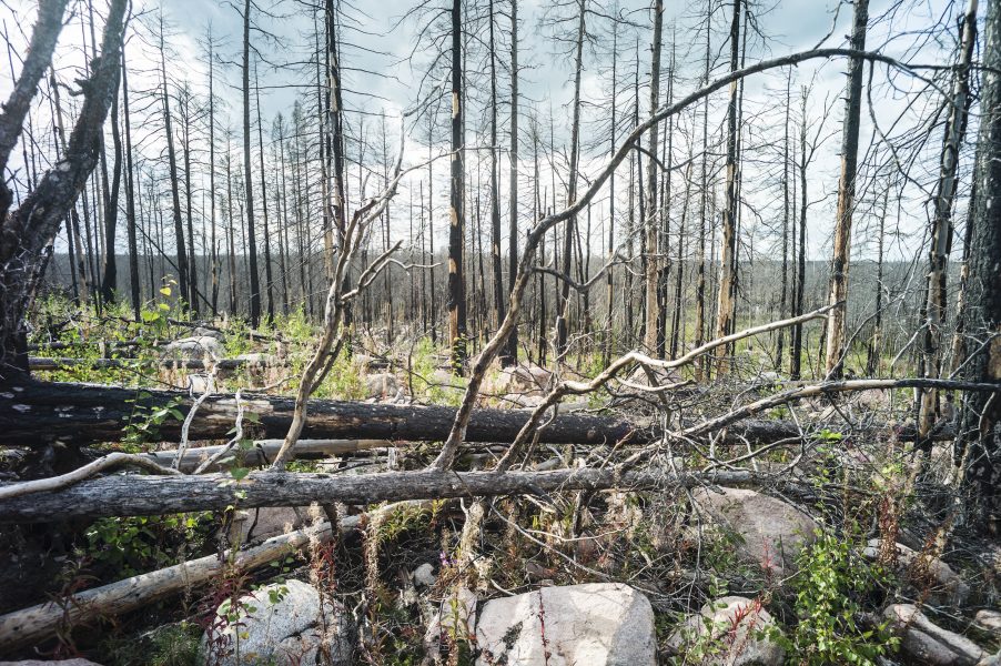 Växtligheten tog snabbt fart efter branden i Västmanland 2014.