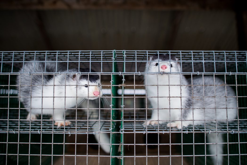 Minkar på en minkfarm på Listerlandet i Blekinge.