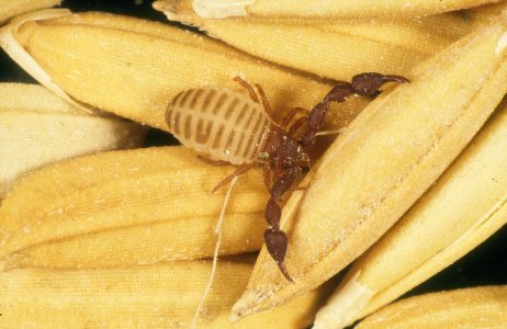 Av CSIRO, CC BY 3.0, commons.wikimedia.org