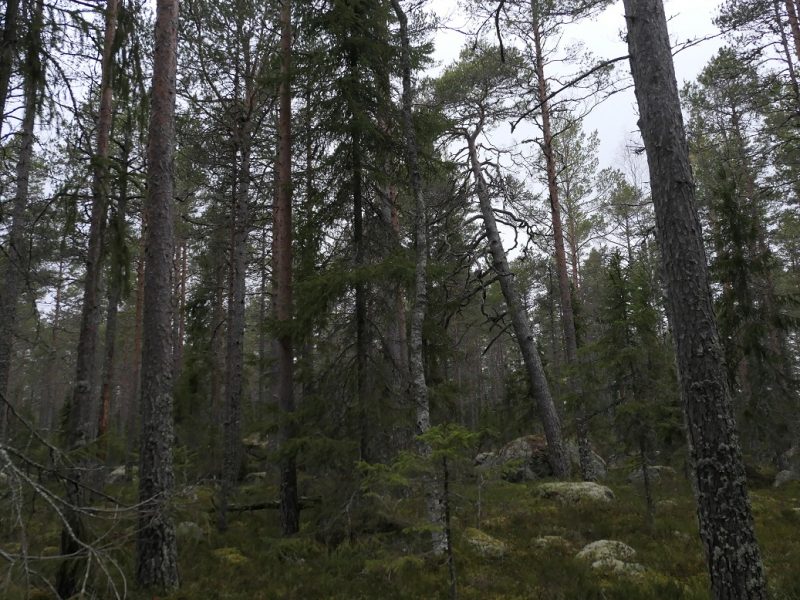 Avverkningsanmäld skog i Hornslandets ekopark.