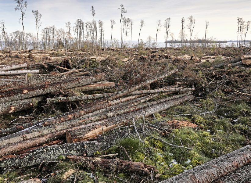 Naturskyddsföreningen tycker inte att  den statliga skogsutredningen har lyckats med att förena internationella åtaganden om biologisk mångfald med en växande cirkulär bioekonomi.