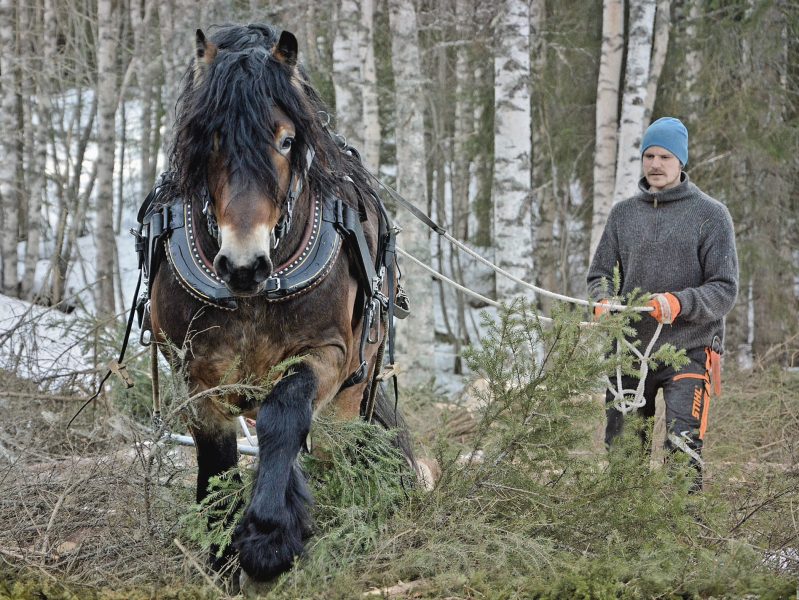 Jonas Nordlund låter ofta hästarna dra fram stockar en och en med draglinor och gripsax.