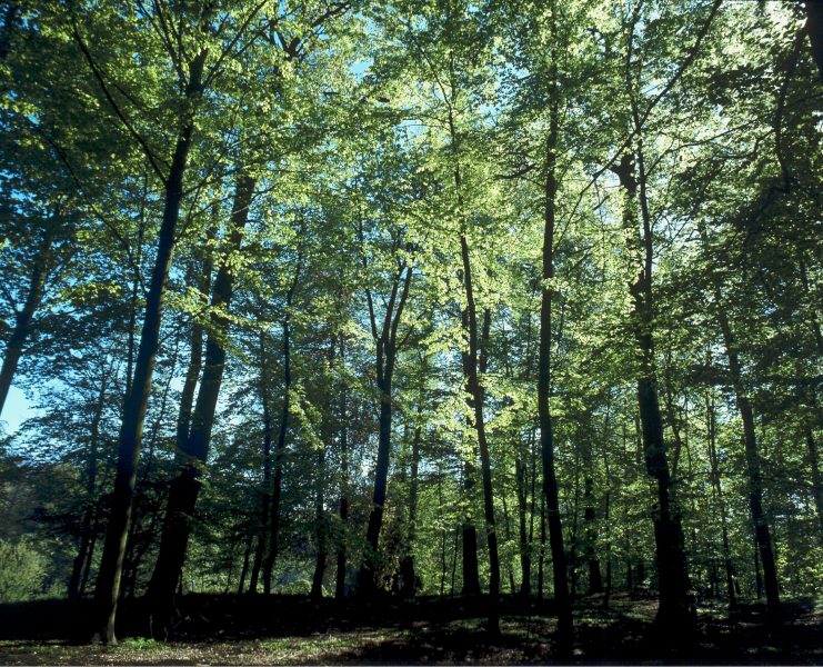 En nyckelbiotop är ett skogsområde med mycket högt naturvärde där det finns eller kan finnas sällsynta växter och djurarter.