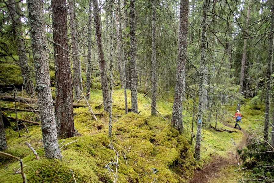 Sundays for Forests uppmärksammar förlusten av biologisk mångfald i skogen en söndag i månaden.