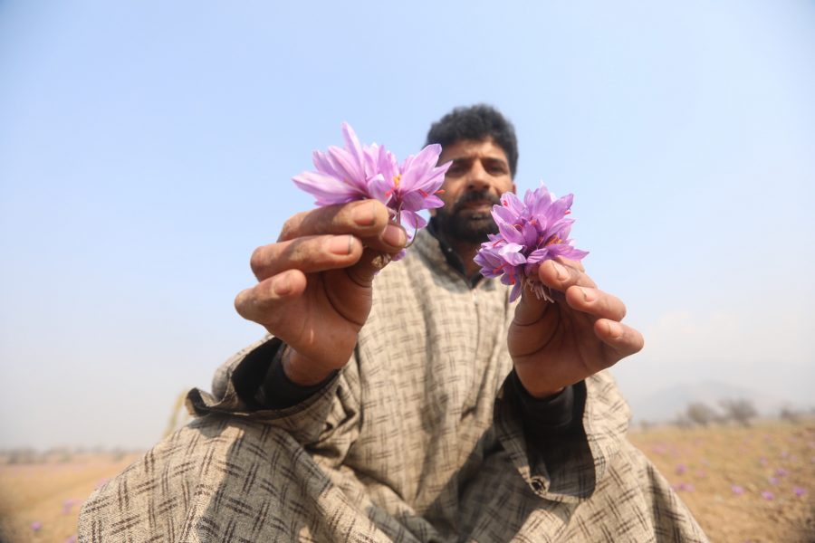 En av Kashmirs odlare av världens dyraste krydda håller upp en saffranskrokus.