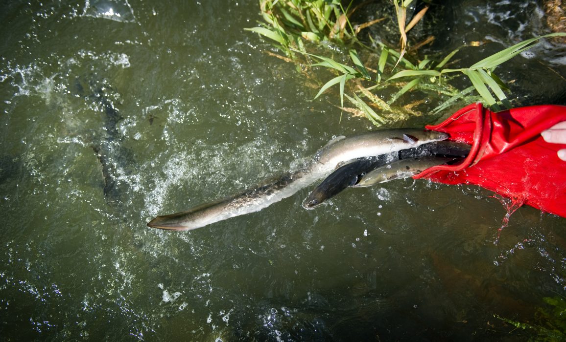 Ålen är en av de fiskar som drabbas värst av vattenkraftverken