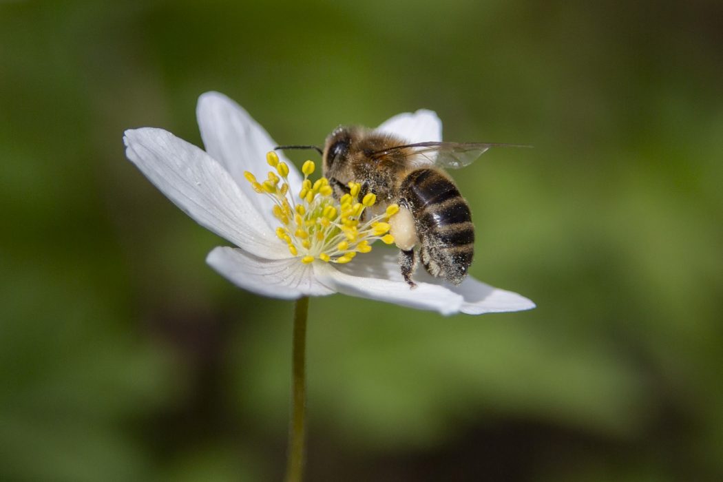 Naturskyddsföreningen informerar om varför vi måste rädda bina och om vikten av ekologisk mat