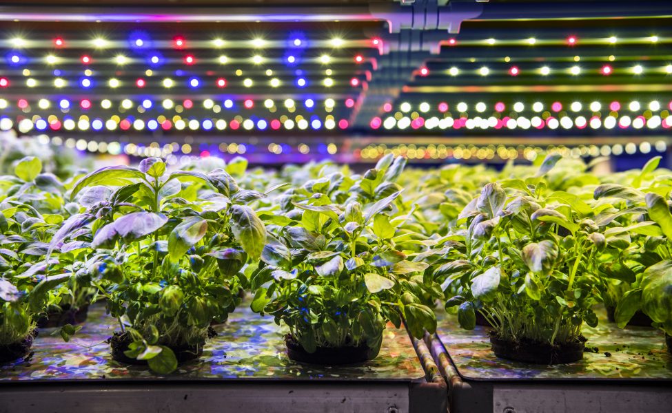 Nu testar flera butiker att odla sina egna kryddor genom vertikal odlingsteknik som bygger på LED-lampor.
