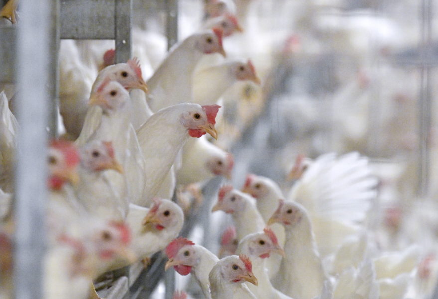  Svenskarna själva äter mindre kyckling men exporten av svensk kyckling ökade under 2020 med drygt 22 procent.