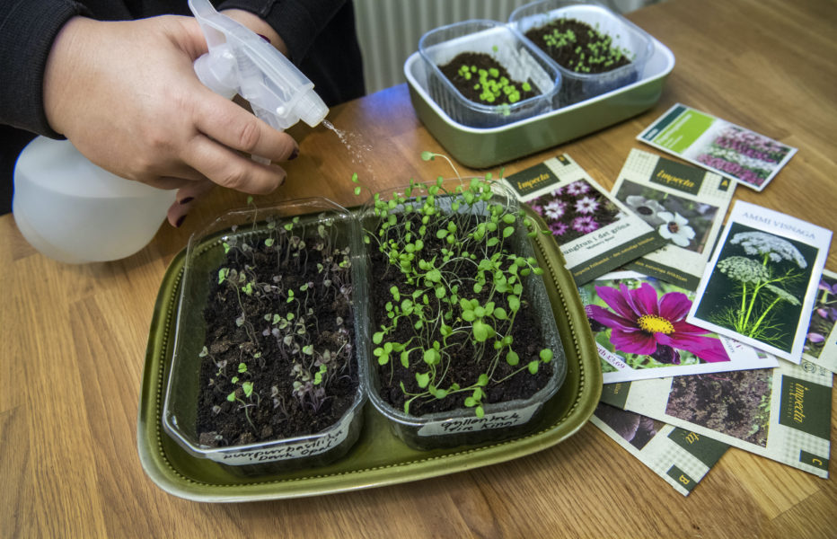 På Gyttorpsskolan i Örebro län kan du få trädgårdsinspiration och samtidigt passa på att byta fröer och plantor den 24 april.
