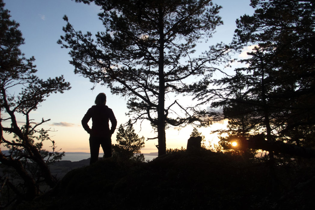 Ta del av naturens läkande inverkan i skogen