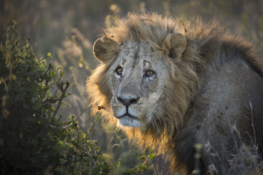 Lejon är ett av de djur som dödas för att bland annat svenskar ska kunna ta hem troféer.