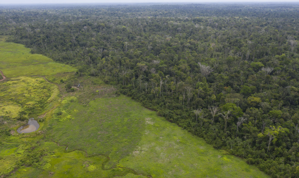 Skövlad mark i Amazonas gränsar till regnskog som ännu står kvar.