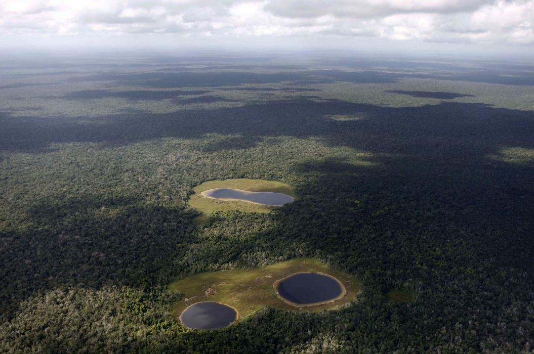 Yucatanhalvön uppges vara det näst mest viktiga skogsekosystemet i Latinamerika efter Amazonas regnskog