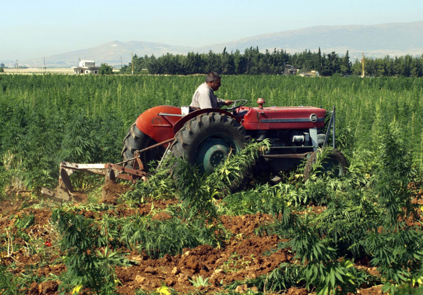 En traktor kör fram över en cannabisodling i Baalbek i Libanon 2011.