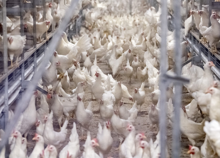 En aggressiv form av fågelinfluensa drabbar fåglar både i Europa, USA och Asien.