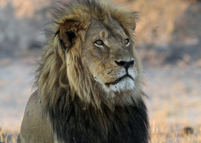 När lejonet Cecil dödades illegalt av troféjägare blev många upprörd, men är inte den svenska djurindustrin minst lika upprörande, undrar debattören Martin Smedjeback.